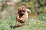 SHAR-PEI 212